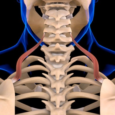 提肩胛骨肌肉解剖医学概念3D