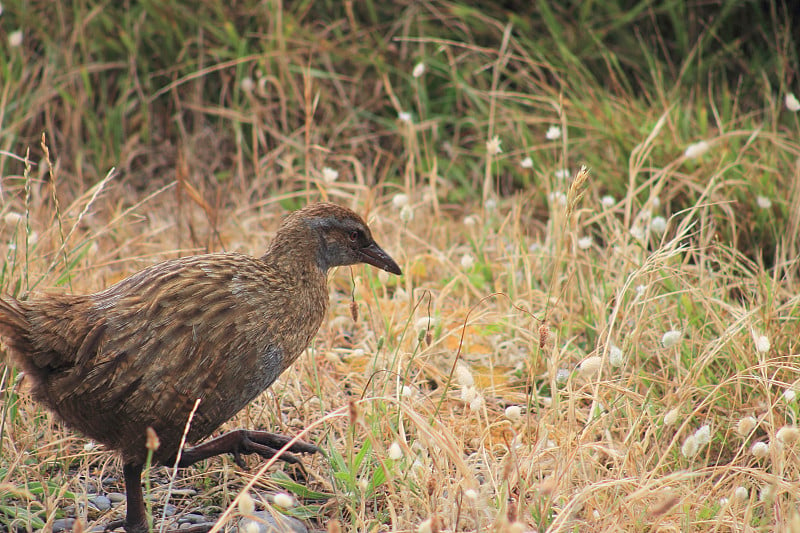 Weka(加利拉尔斯澳大利亚人)