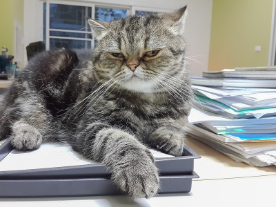猫