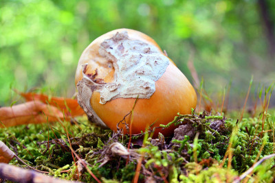 amanita caesarea