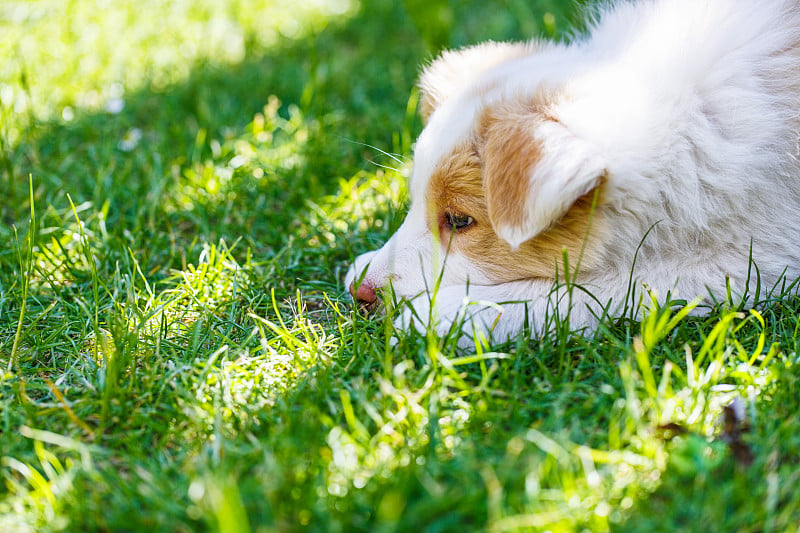 Ee红色边境牧羊犬小狗。