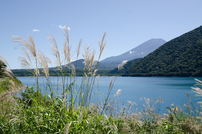 日本元津湖边秋日的富士山上的日本潘帕斯草