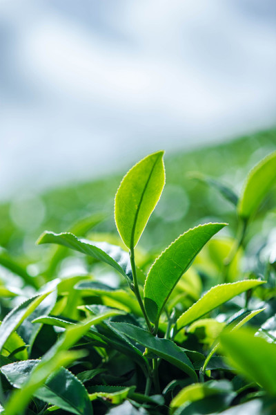 绿茶