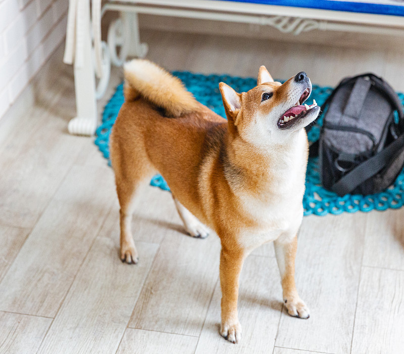 日本柴犬在房间的特写