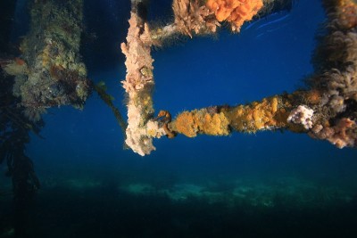 海马