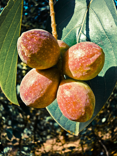 榄仁树属chebula