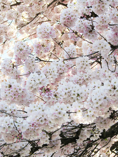 明亮甜美美丽的春天樱花盛开，温哥华，2021年4月初