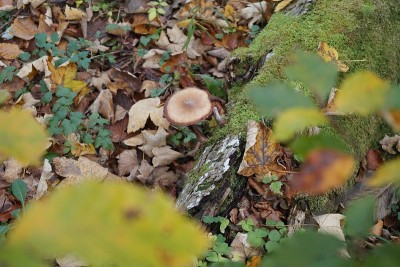 Taferlklaussee