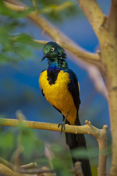 Golden-breasted燕八哥