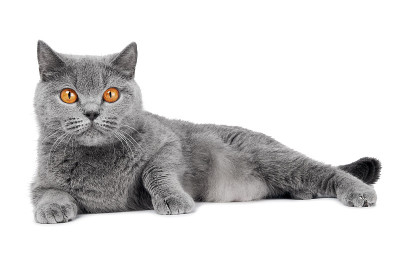 英国短毛猫被隔离