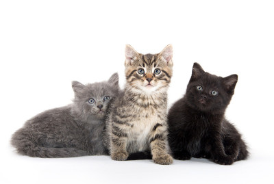 三个可爱的小猫