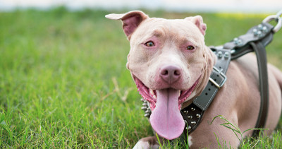 纯种雌性斗牛犬