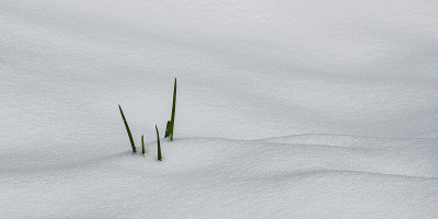 深雪中的绿色草叶