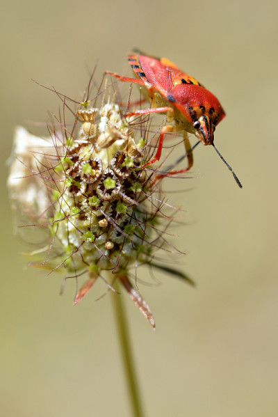昆虫以花为食