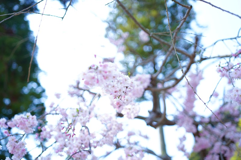 镰仓的樱花和风景