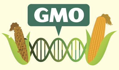 转基因生物(GMO)之前之后