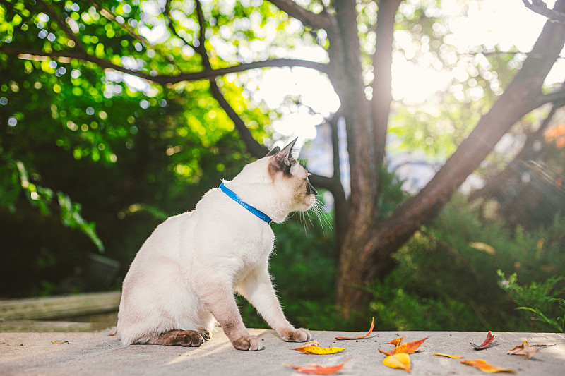 夏日花园里一只被拴着的漂亮猫的肖像。宠物在公园里散步探险。幼猫，暹罗类型，湄公河短尾户外。双色无尾猫