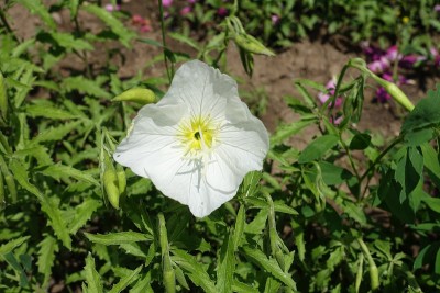 5月开的一株白花