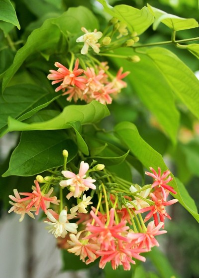 金银花