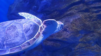 蓝海龟游泳