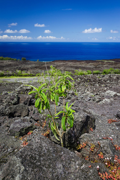 留尼汪岛火山岩上的植被
