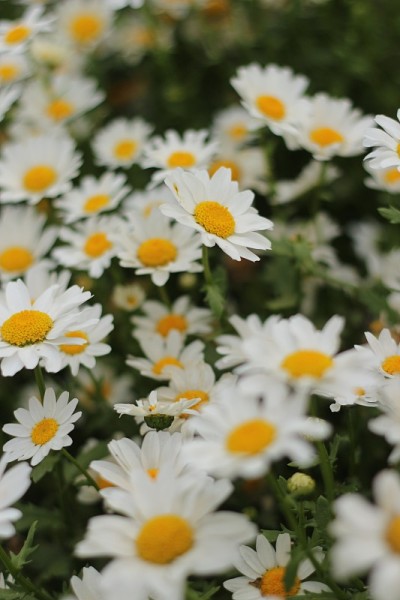 雏菊