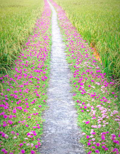 马齿苋花路