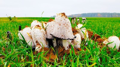 增长的蘑菇