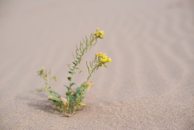 沙漠之花