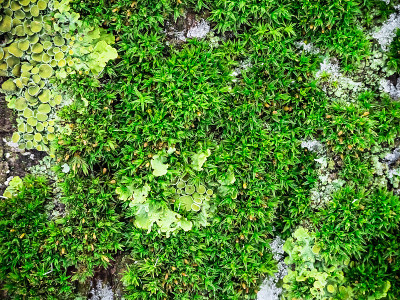树皮上的绿色苔藓和地衣