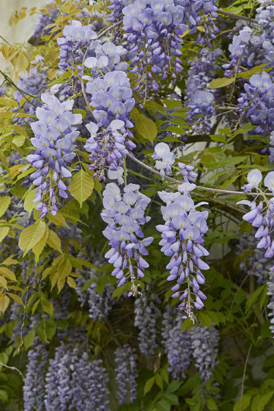 紫藤sinensis