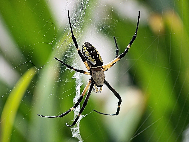 Argiope Aurantia又名花园蜘蛛