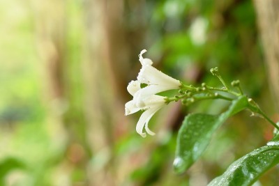 橙色的热带茉莉花与水滴盛开在花园里