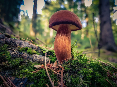森林里的蘑菇