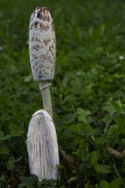 Coprinus comatus