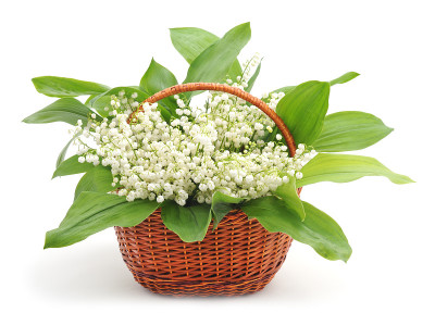 May-lily在篮子里。