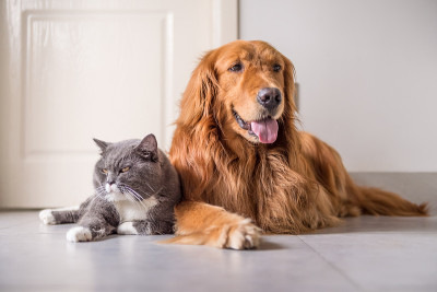 英国猫和金毛猎犬