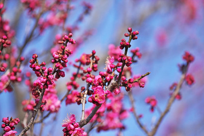 日本杏的花