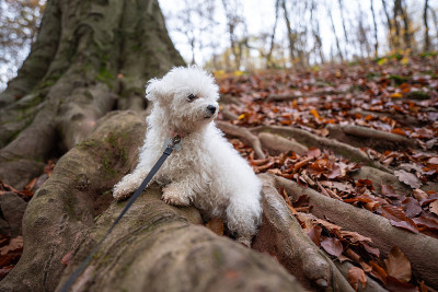 森林里的比熊犬