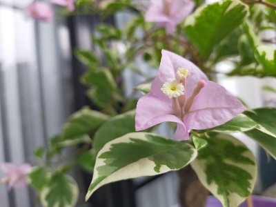 叶子花属花