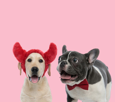 一队拉布拉多寻回犬和法国斗牛犬
