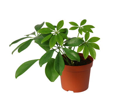 室内植物-幼舍夫莱兰:一种盆栽植物，孤立于白色之上