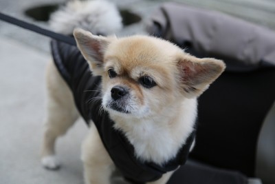 西藏猎犬街