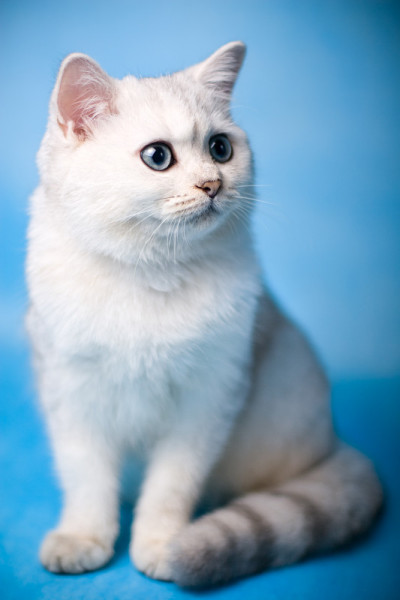 小猫