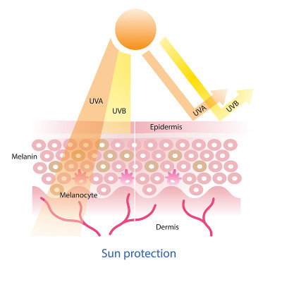 Sun protection on skin layer vector.