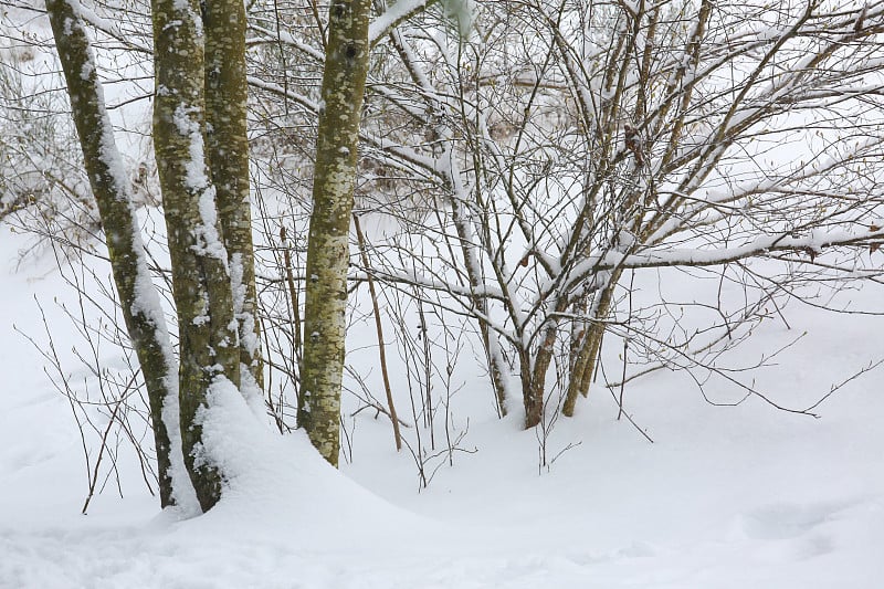 雪和树