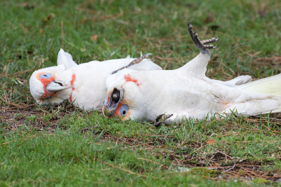 族Corella