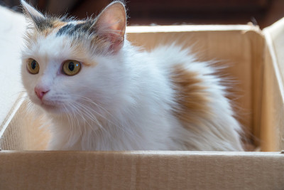 White and red cat is sitting in a cardboard box