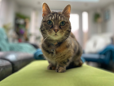 虎斑猫坐着