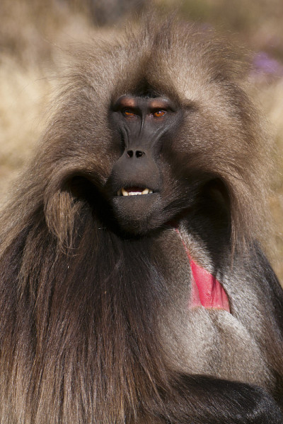 Gelada